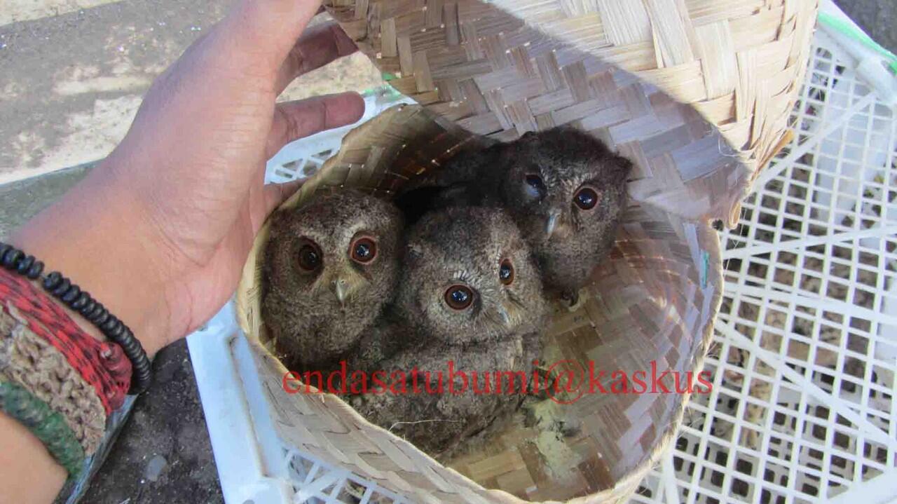 Terjual Burung Hantu Celepuk Scops Owl Kaskus
