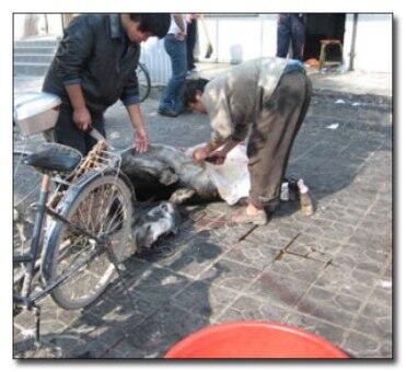 Sumpah Gan Sadis Dan Kejam Banget Penyajian Makanan Ini...