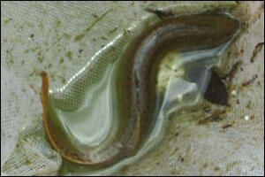 Sumpah Gan Sadis Dan Kejam Banget Penyajian Makanan Ini...