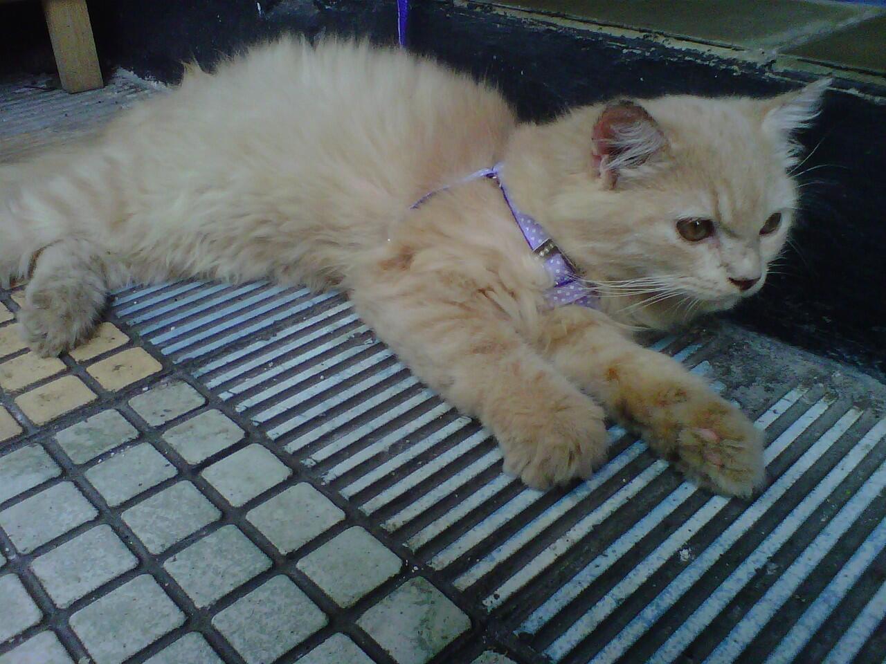 kucing persia mix anggora