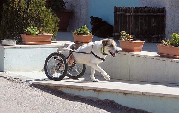 Abayed si Anjing yang Tangguh