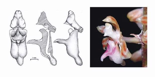 Anggrek Baru dari Kalimantan, Punya Cula!
