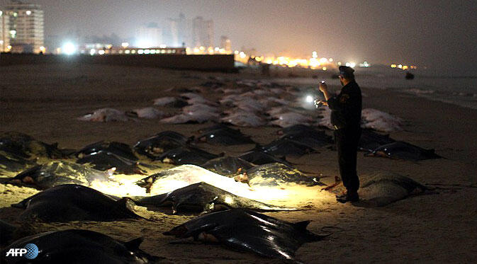 Misterius! Ratusan Ikan Pari Berlumuran Darah Terdampar di Gaza