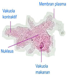 Mengenal Amoeba