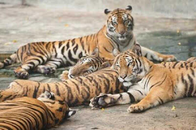 5 Fakta Tentang Harimau