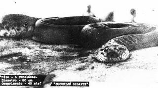 Misteri Alur Sungai Amazon Terbentuk Karena Anaconda Raksasa