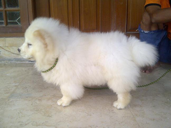 Terjual Spesial Chow Chow Jantan Putih Spesial Quality Kaskus