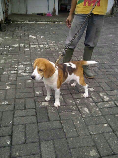terjual jual anjing beagle kaskus terjual jual anjing beagle kaskus