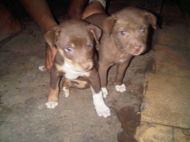 Terjual Jual Anak Anjing Umur 2bulan Kaskus