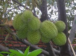 Musim Buah