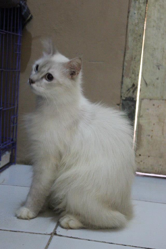Terjual Kucing Persia Medium Lynx Point Jantan 1tahun Kaskus