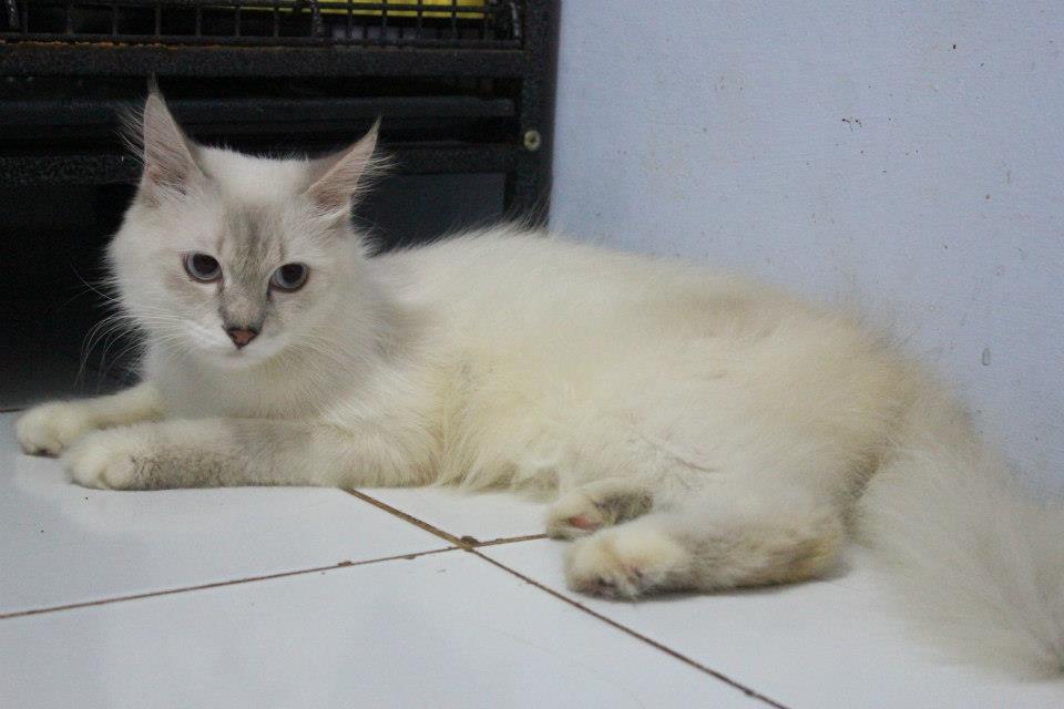 Terjual Kucing Persia Medium Lynx Point Jantan 1tahun Kaskus