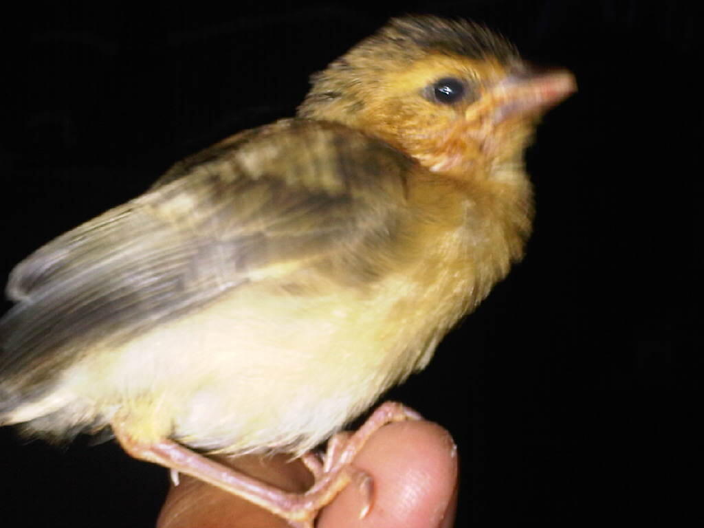 40++ Perbedaan burung manyar jantan dan betina terbaru