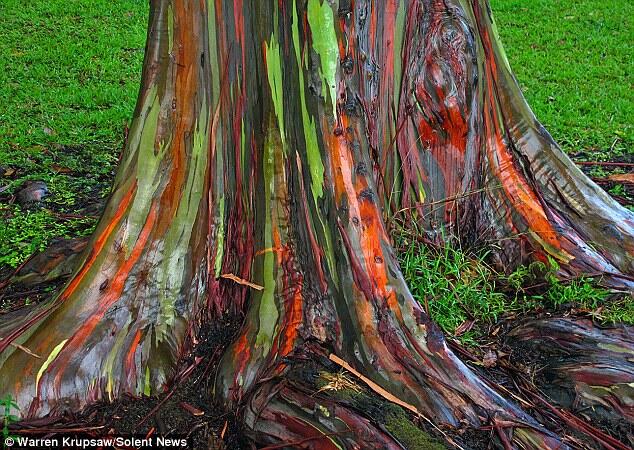 Uniknya Pohon Eukaliptus Warna-Warni