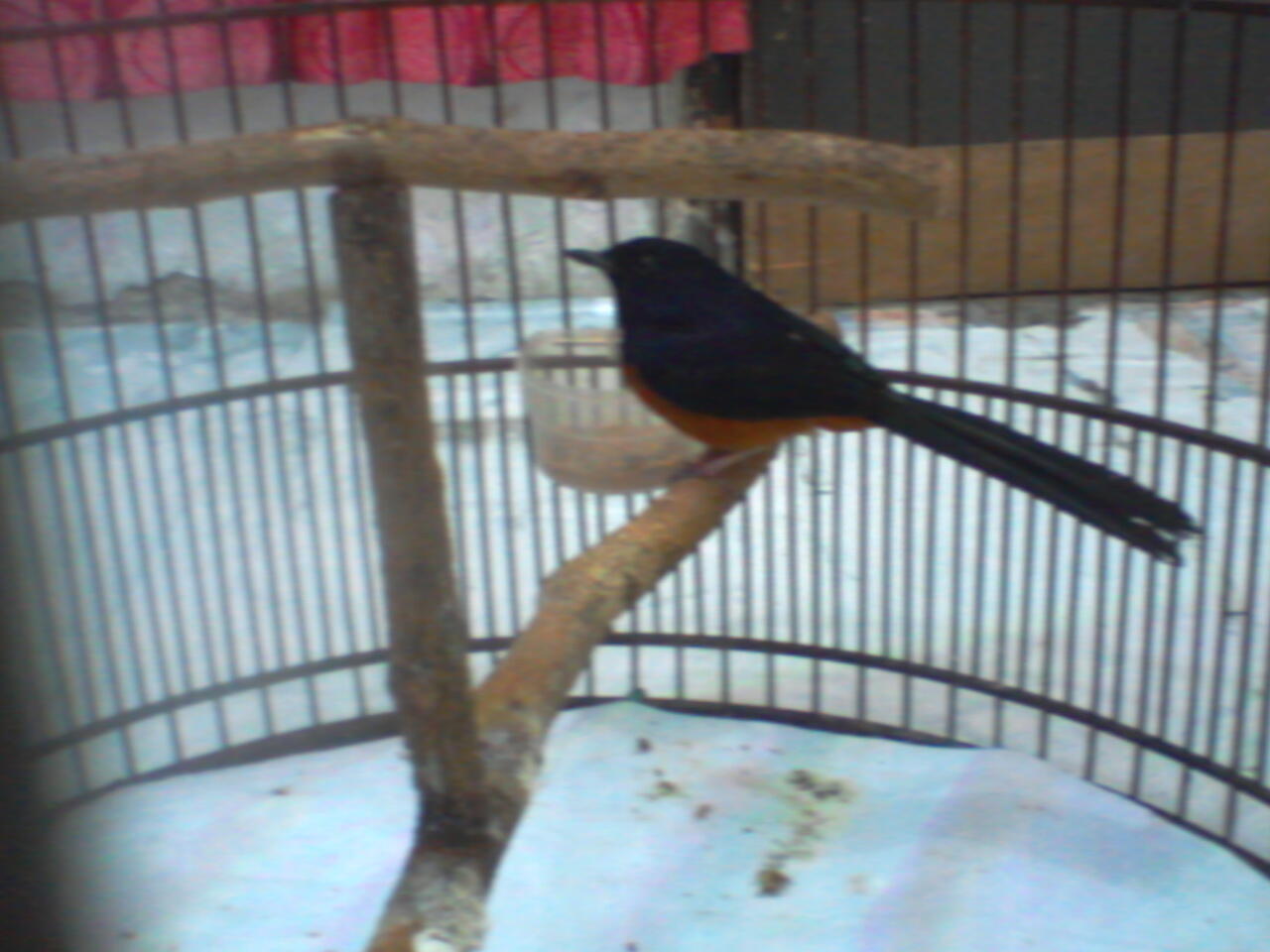 MURAI BATU NIAS BLACK TAIL