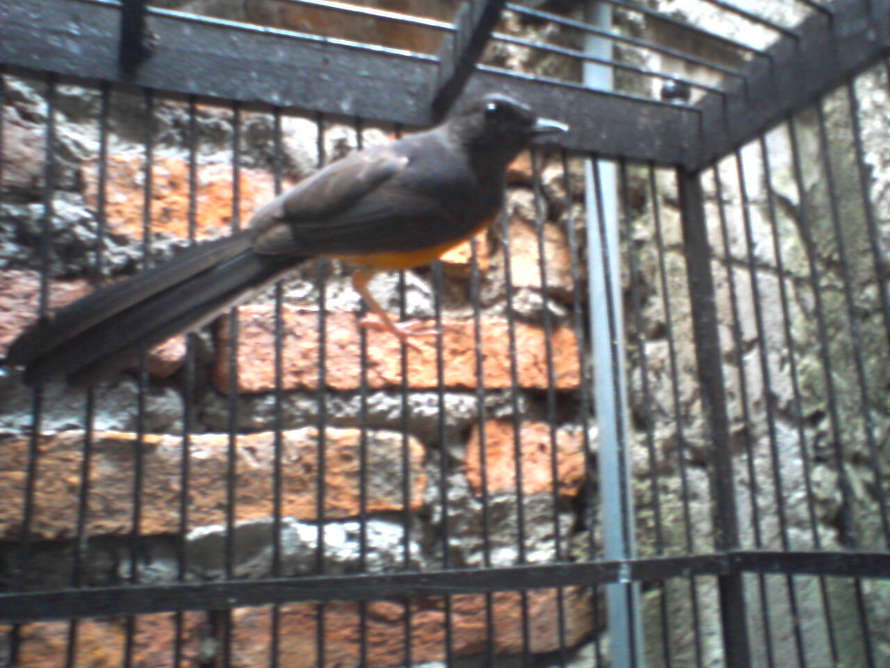 MURAI BATU MEDAN