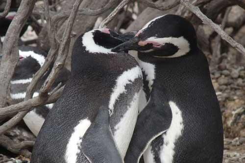 15 Pelajaran cinta dari penguin