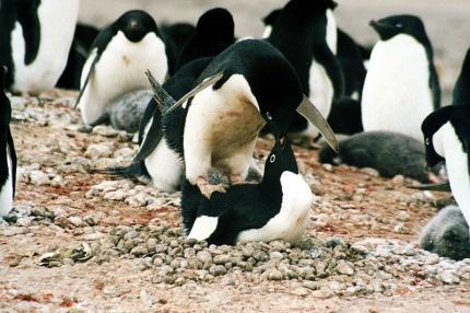 15 Pelajaran cinta dari penguin