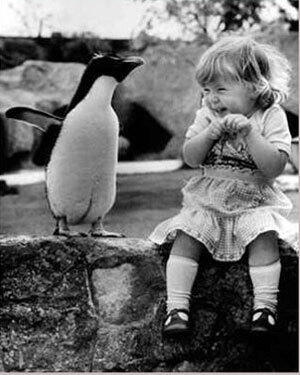 15 Pelajaran cinta dari penguin