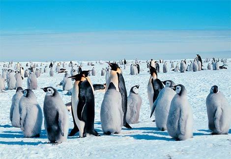 15 Pelajaran cinta dari penguin