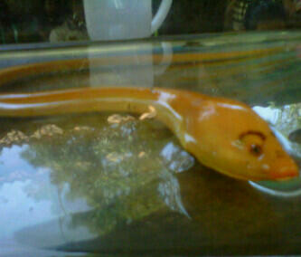 Belut "CANTIK"