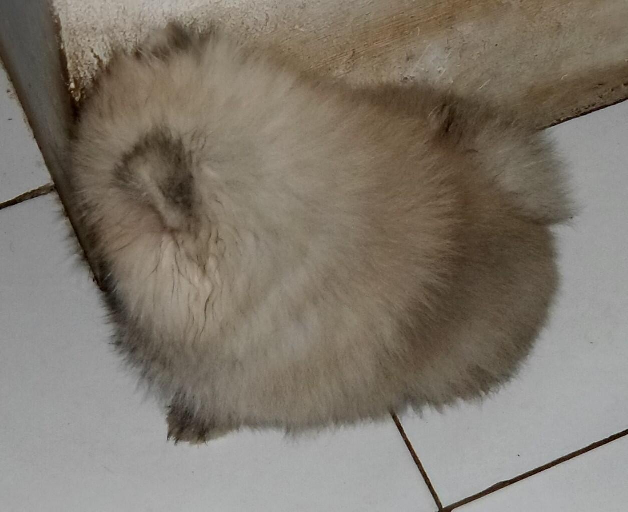 Mini Pom Kualitas Champion.