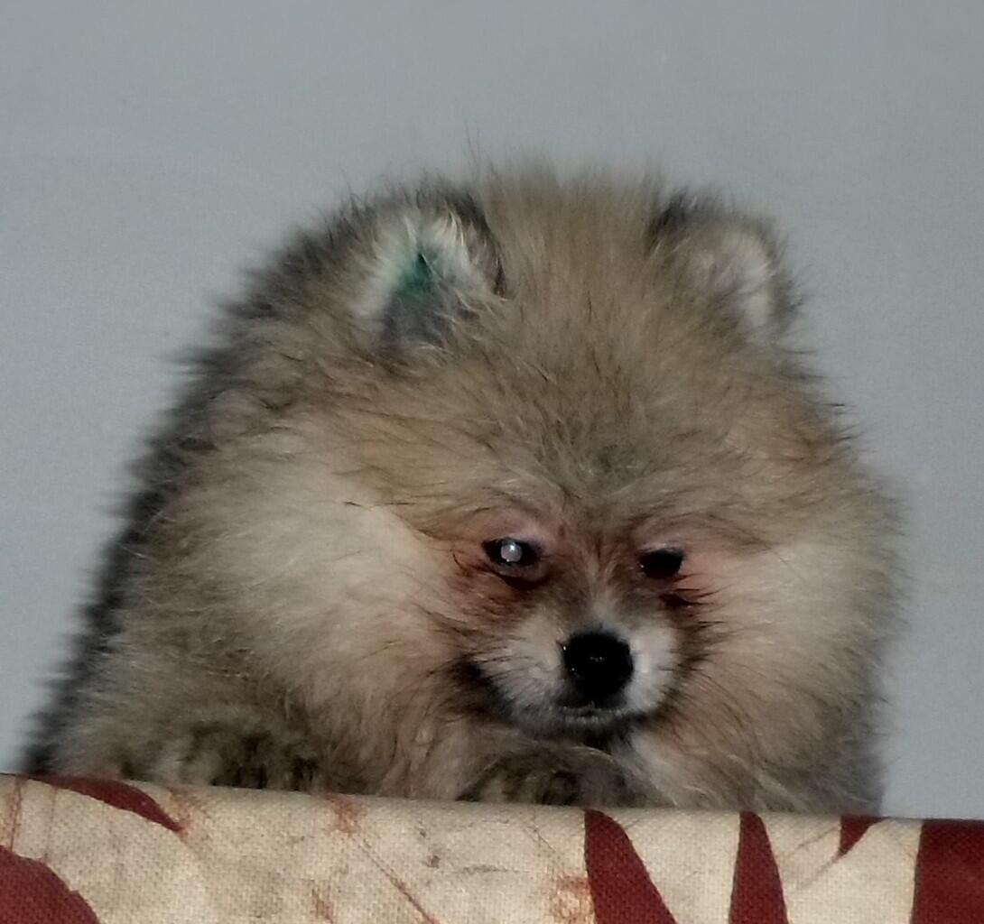 Mini Pom Kualitas Champion.