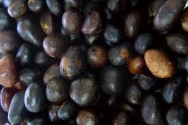 Proses Pengolahan Minyak Kelapa Sawit menjadi CPO (Crude Palm Oil)