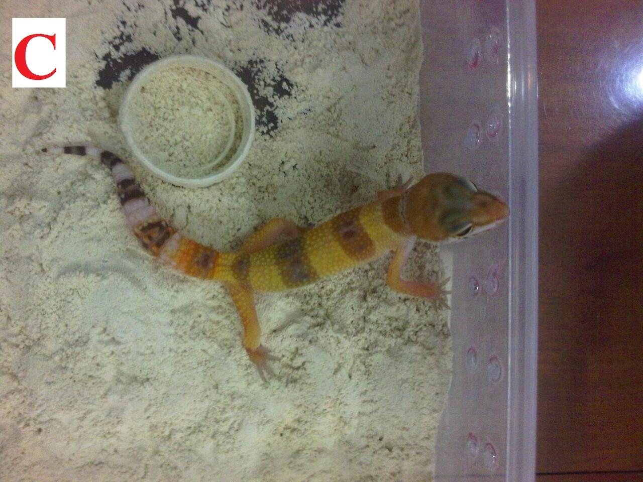 Terjual Wts Leopard Gecko Baby Sunglow Obral Kaskus