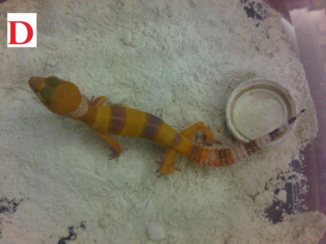 Terjual Wts Leopard Gecko Baby Sunglow Obral Kaskus