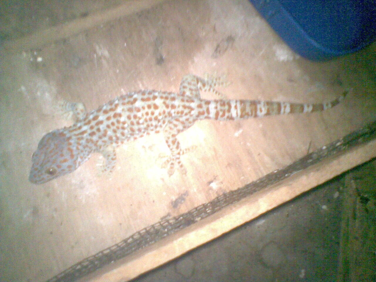 tokek borongan murah 34cm