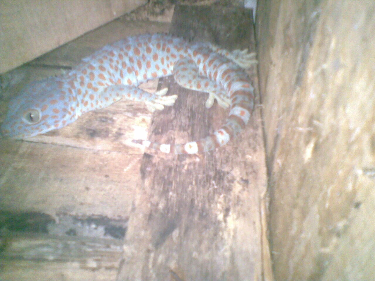 tokek borongan murah 34cm