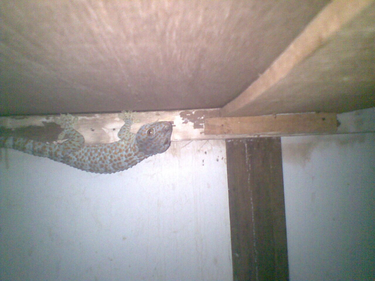 tokek borongan murah 34cm