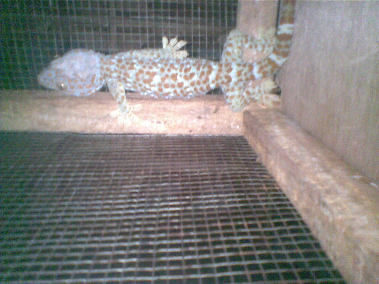 tokek borongan murah 34cm