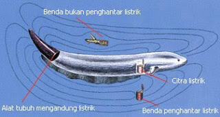 Bagaimana Cara Belut Listrik Menghasilkan Listrik