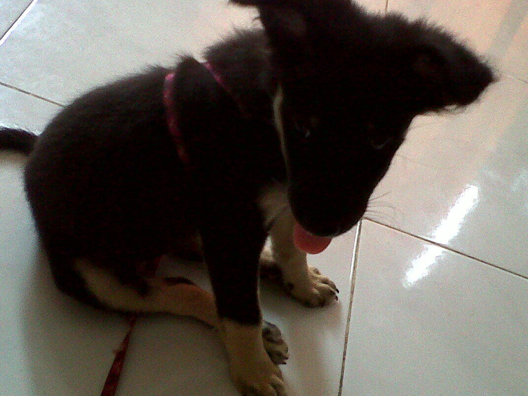 Terjual Jual Anjing Anakan Golden Kancil Herder Kaskus