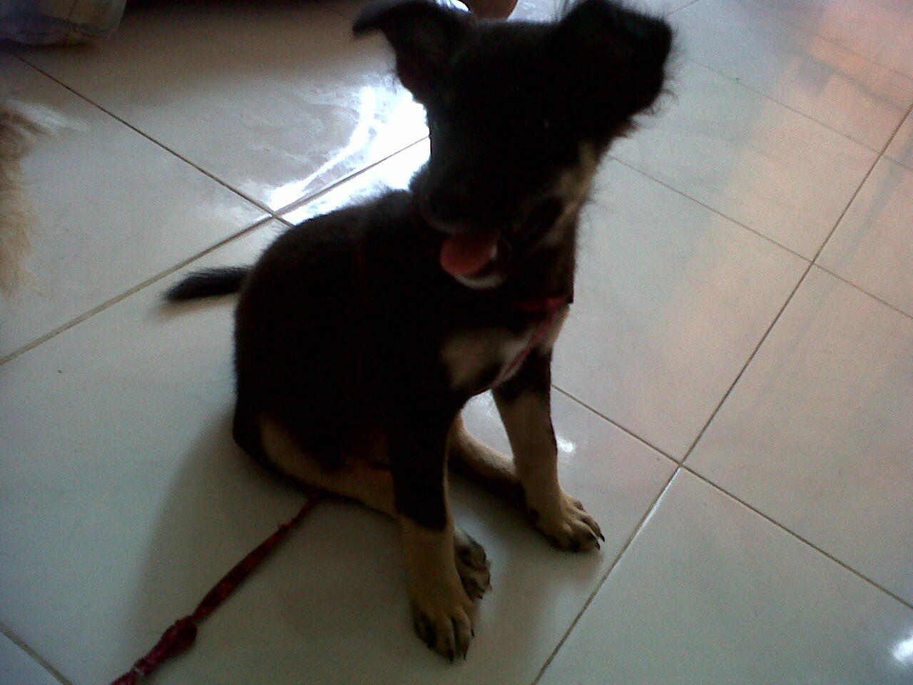 Terjual Jual Anjing Anakan Golden Kancil Herder Kaskus