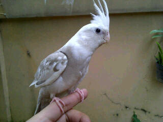 Di jual cepat cockatiel hubungi husein( 085715900001)