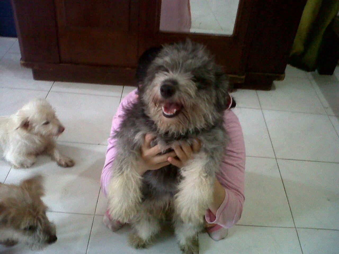 Terjual Jual Anjing Peranakan Maltese Shitzu Loc Surabaya Kaskus