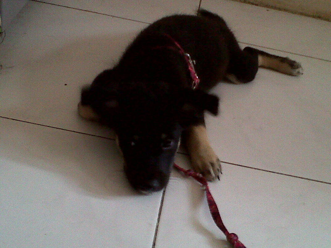 Terjual Jual Anjing Peranakan Herder Golden Kancil Loc Surabaya