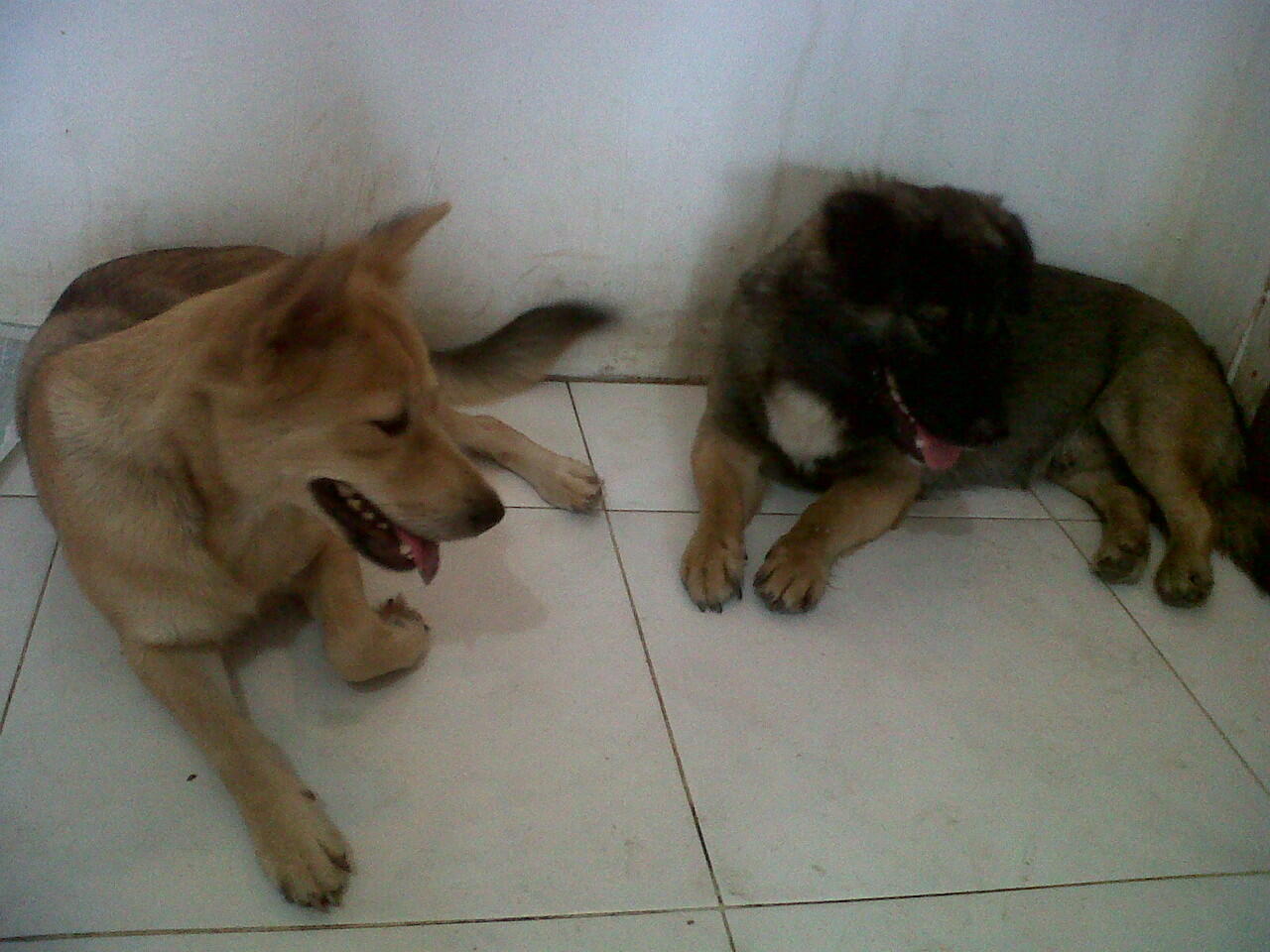 Terjual Jual Anjing Peranakan Herder Golden Kancil Loc Surabaya