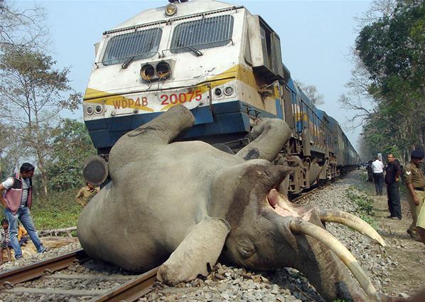 Gajah Mati Dihantam Kereta di India