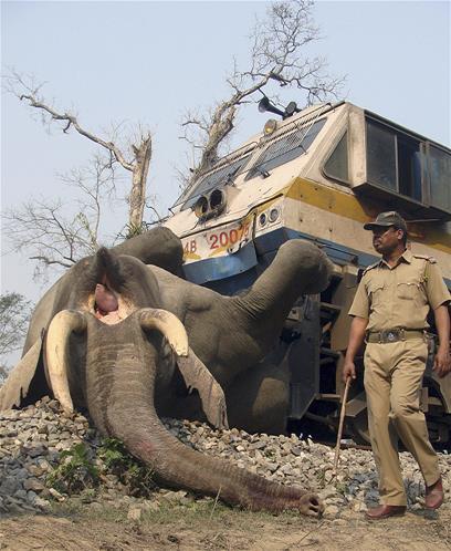 Gajah Mati Dihantam Kereta di India