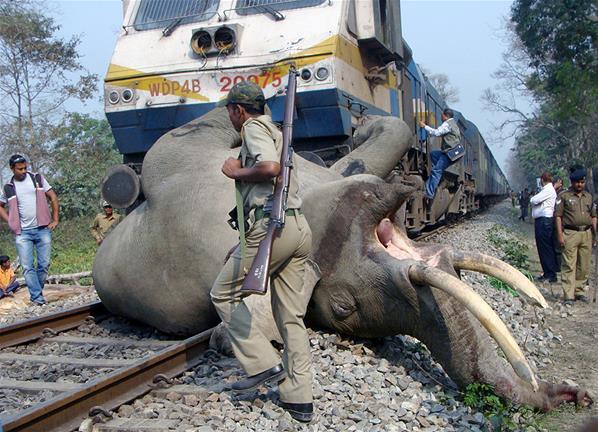 Gajah Mati Dihantam Kereta di India