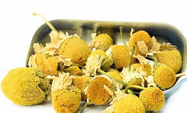 5 Tanaman Herbal yang Kaya Manfaat