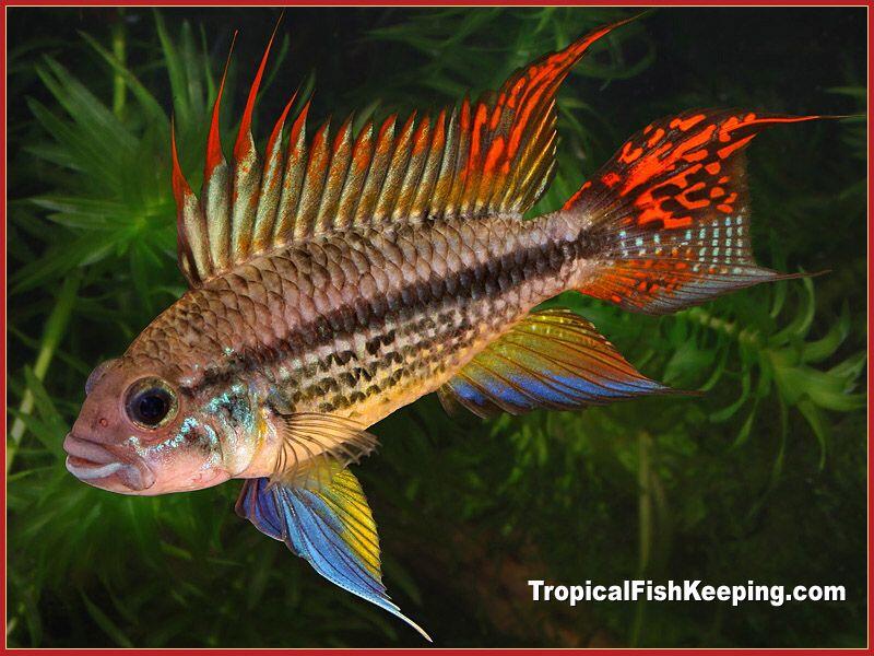 Cockatoo Dwarf Cichlid ( Ask & Sharing ) KASKUS