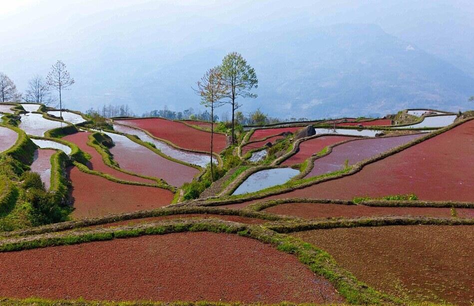 Sawah Ini Terlihat Seperti Lukisan