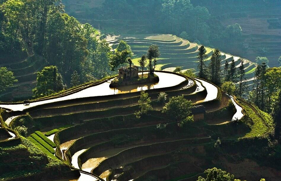 Sawah Ini Terlihat Seperti Lukisan