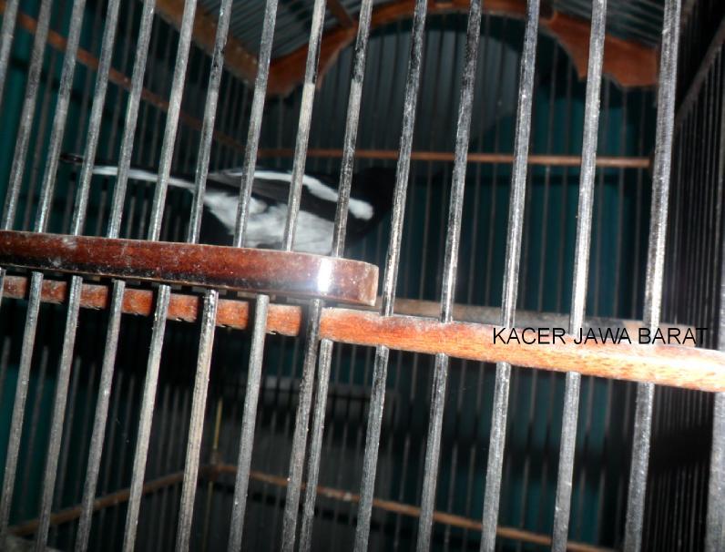Terjual Jual Burung Kacer Jawa Barat Sehat Sangat Nurut Ngepur