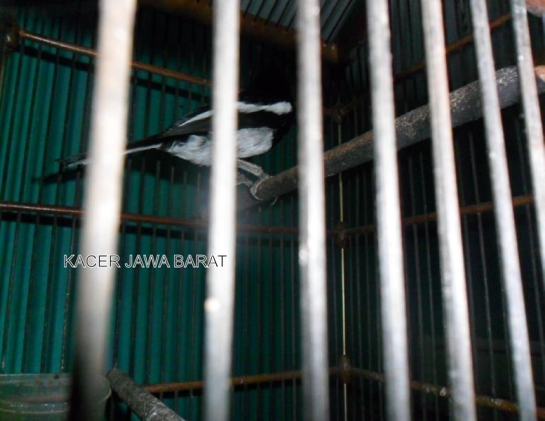 24+ Harga burung kacer jawa terupdate